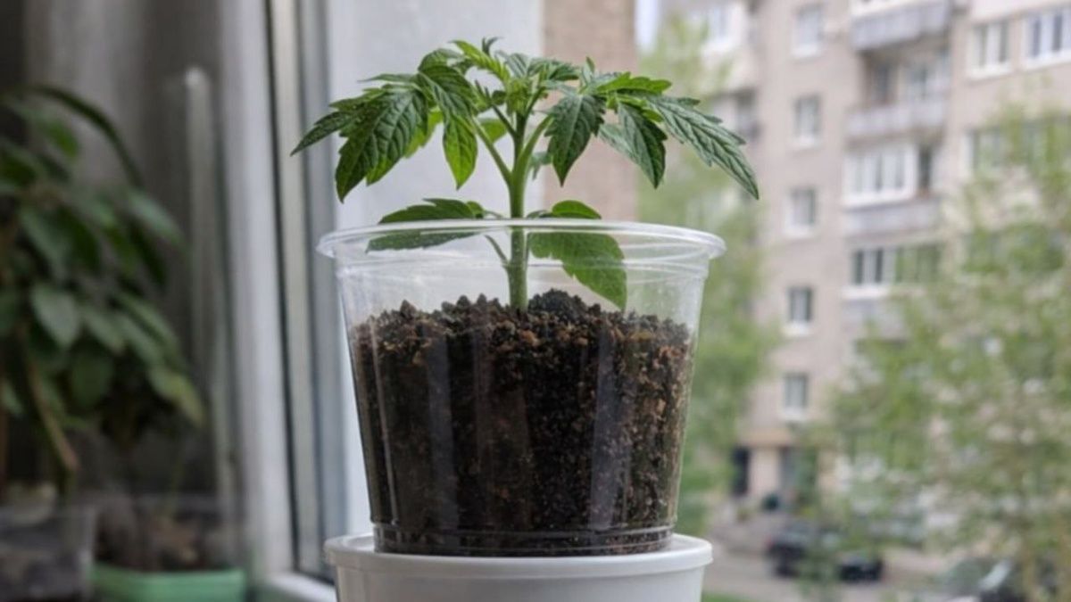 Фитильный полив: как не утопить рассаду, используя старые колготки