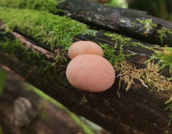 ���������� ������ �������� �����: ��������� ������� ����������� � �������� ��������