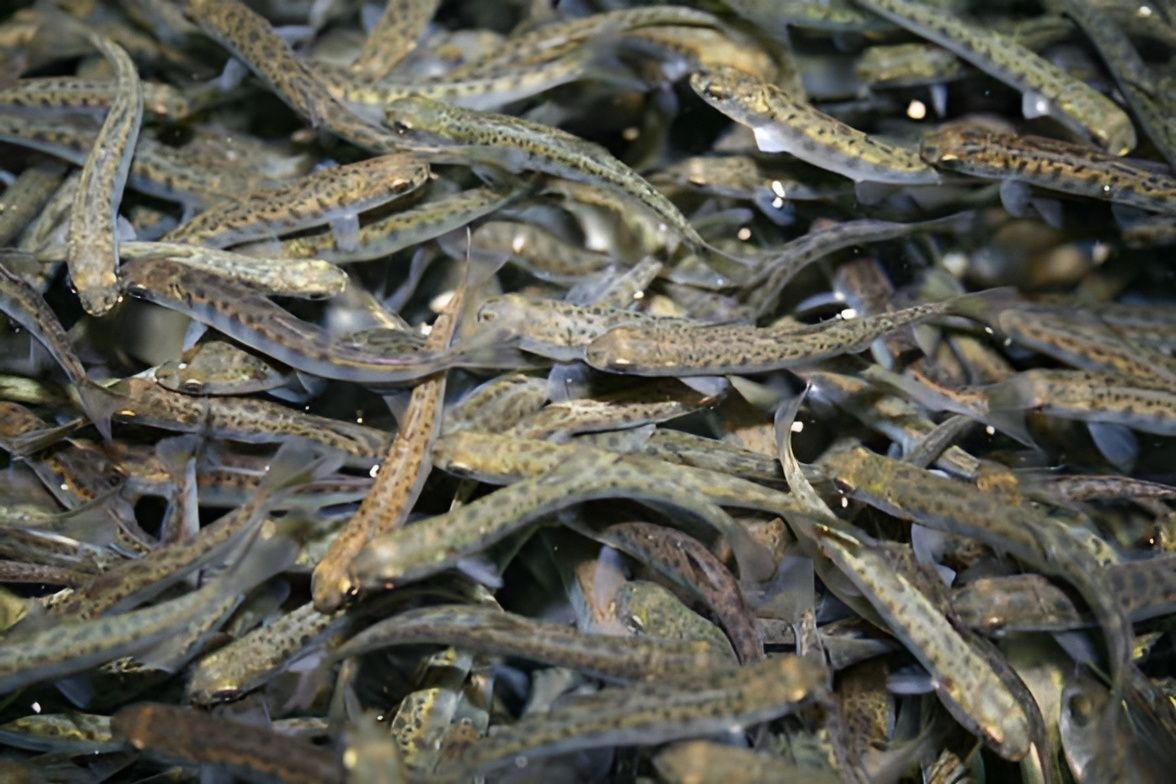 ������� ������ ������: ����� 228 ��������� ��������� ������� �������� � �������