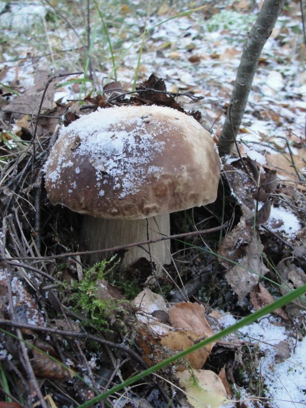 ������ ��� ��������� � 2026 ����