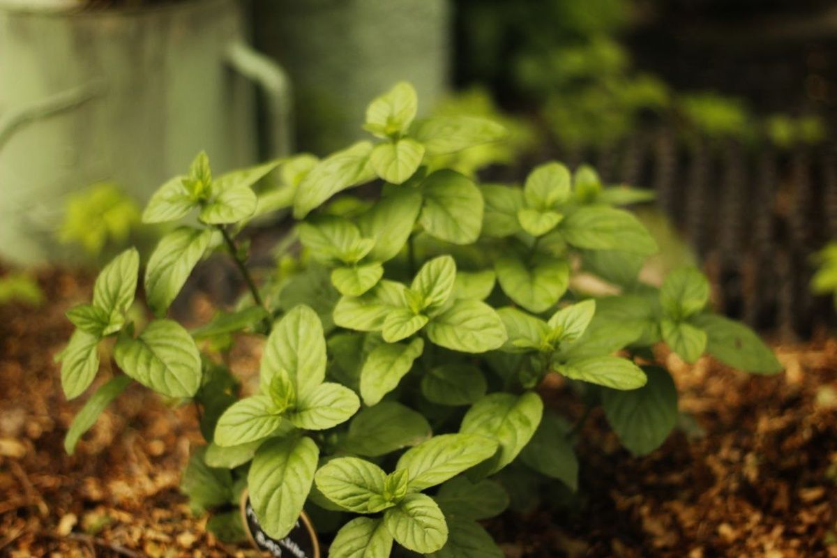 ������������ ���� � �������� ��������� � ����������