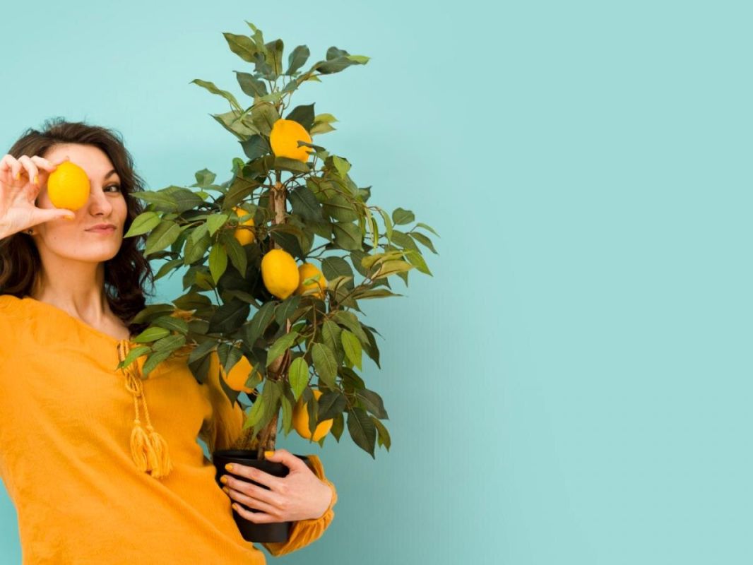 Цитрусовые продолжают плодоносить зимой: что нужно знать садоводам