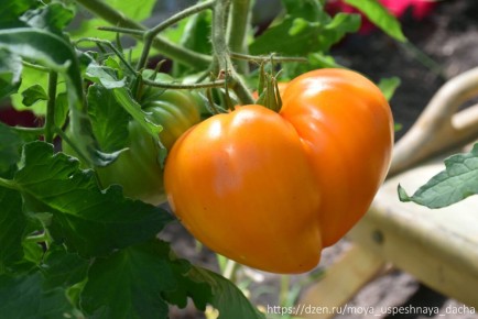 Оранжевые томаты «Золотой гребешок F1»: секреты успеха и незаменимые кулинарные возможности