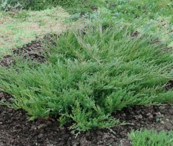 ������������ ������� ��������: ��������� ����� ��� ������ ����