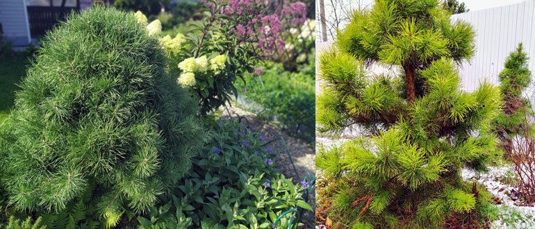 ��� ����������� ������� ������� � ����