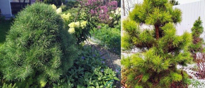 ��� ����������� ������� ������� � ����