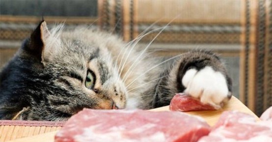 Сырое или варёное мясо: что лучше для вашей кошки?
