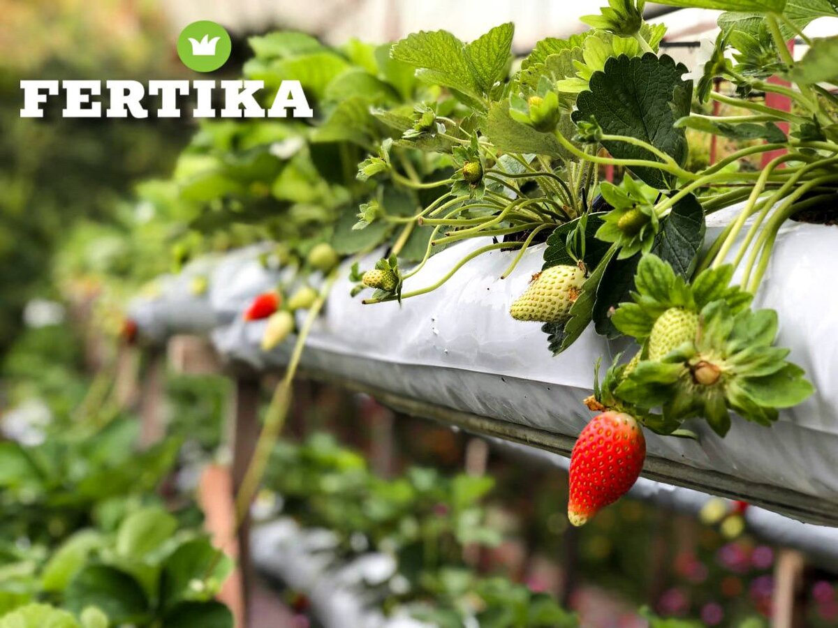 Как комфортно посадить клубнику: секреты профессионалов