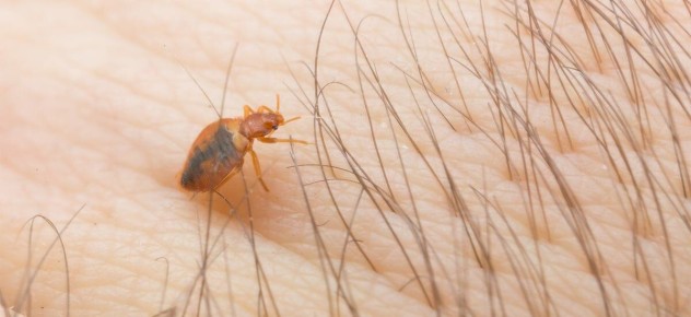 Постельные клопы: под прицелом современных исследований