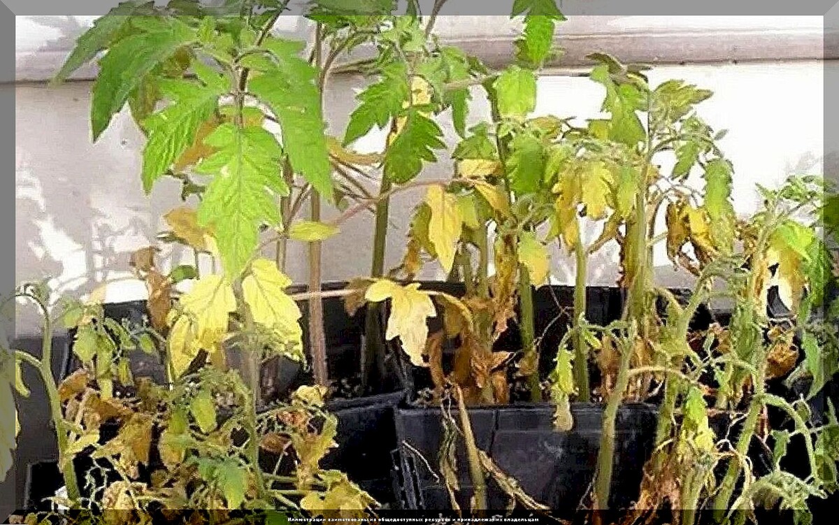 Секреты успешной рассады: как избежать распространенных ошибок огородников