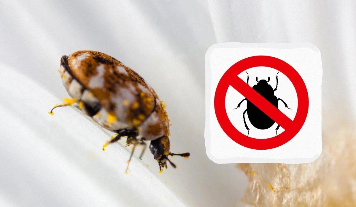 ��� ���������� �� ��������� ������ � ��������: ������� ��������� � ������� ������