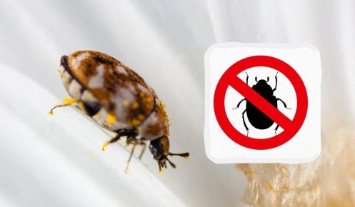 ��� ���������� �� ��������� ������ � ��������: ������� ��������� � ������� ������