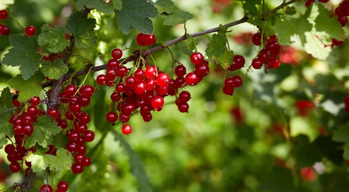 ����� �� ��� �������� ���� ����� ����� � �����?