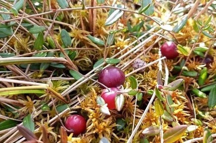 ��� ��������� ������� ������ ����� �������