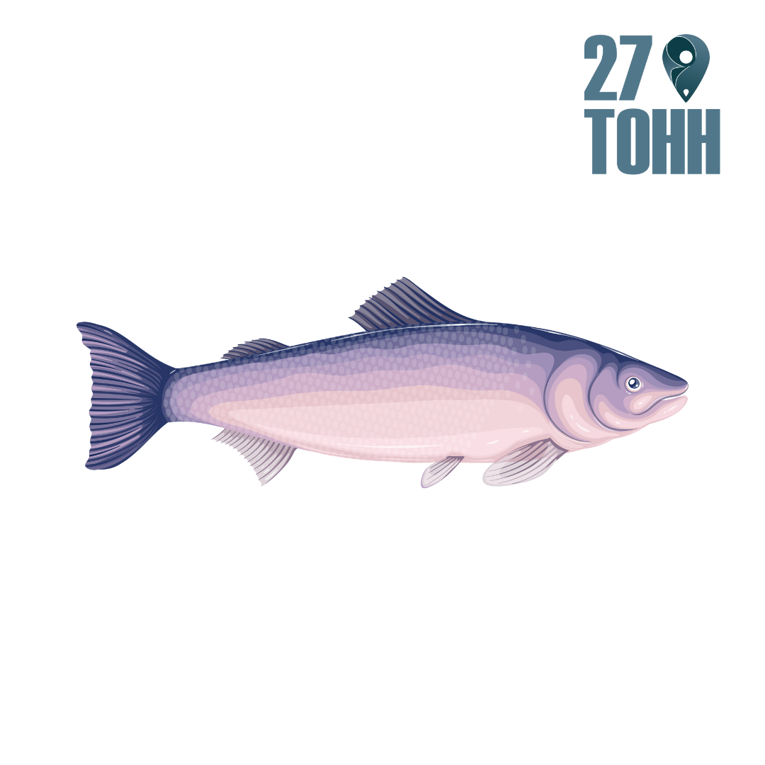 Почему стоит добавить рыбу в свой рацион: 10 важных аргументов