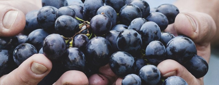 Биодинамическое вино: искусство и философия естественного виноделия