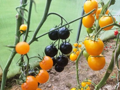 Впереди 64 сорта: как разместить в теплице разнообразие помидоров