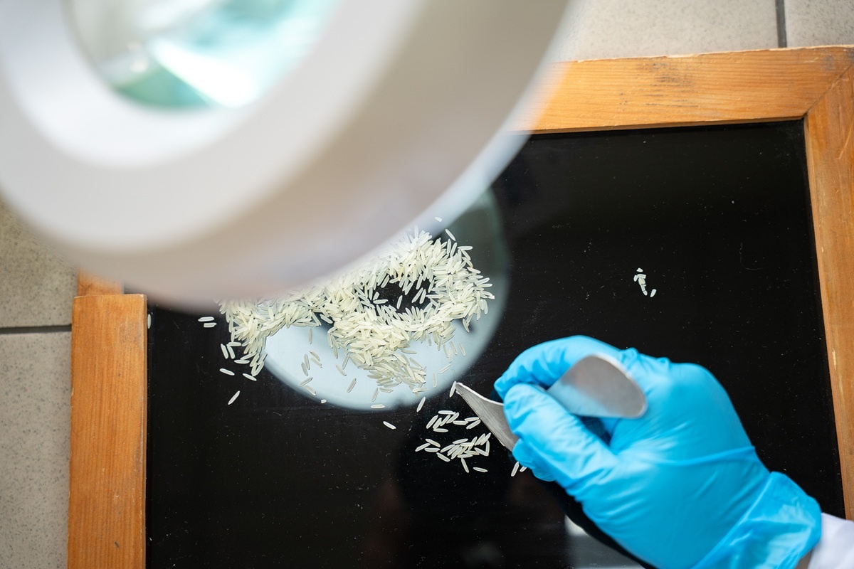 Новое открытие в селекции риса