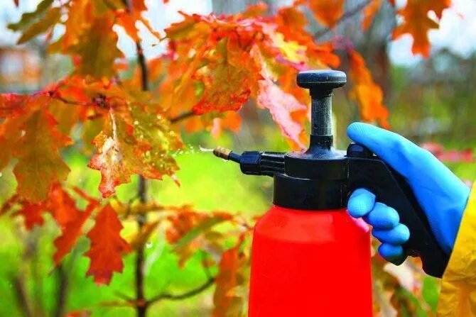 Как подготовить сад к зиме: секреты успешной борьбы с вредителями