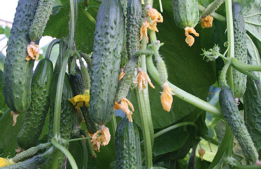 ��� ���������� ������������� ���������� ������� �������