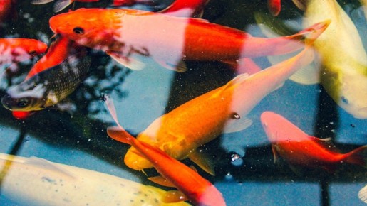 ��� ����������� ��������� ������� ����: ������� ������� � ������� ����