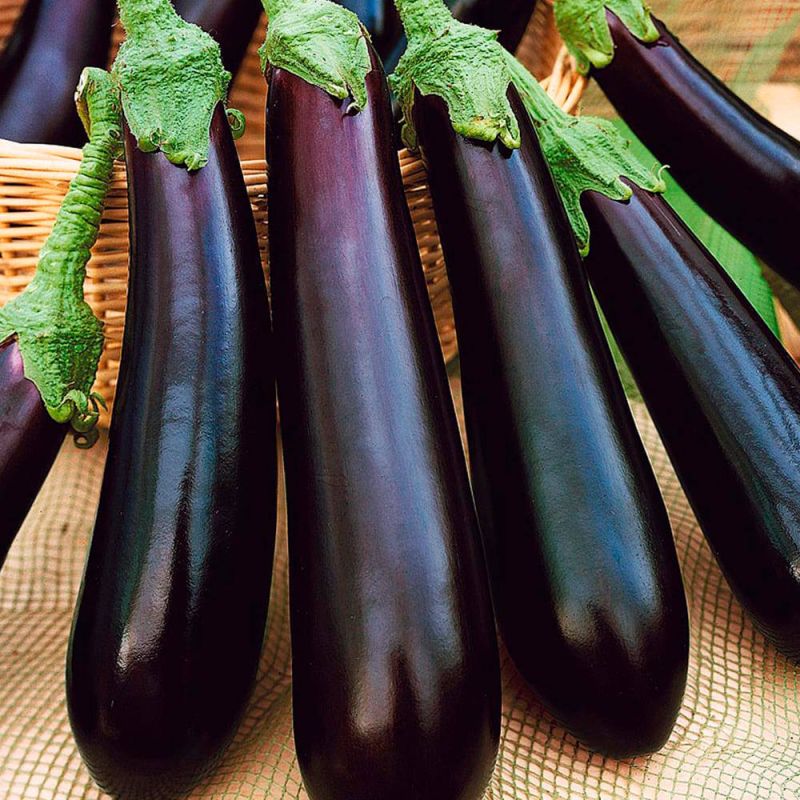 ������ ����� ����������: ������� ��������� ������ � ����� �������