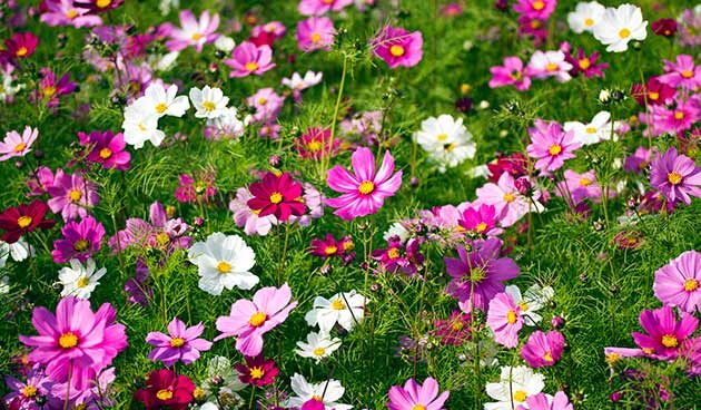 16 великолепных сортов цветов для весеннего посева в открытый грунт