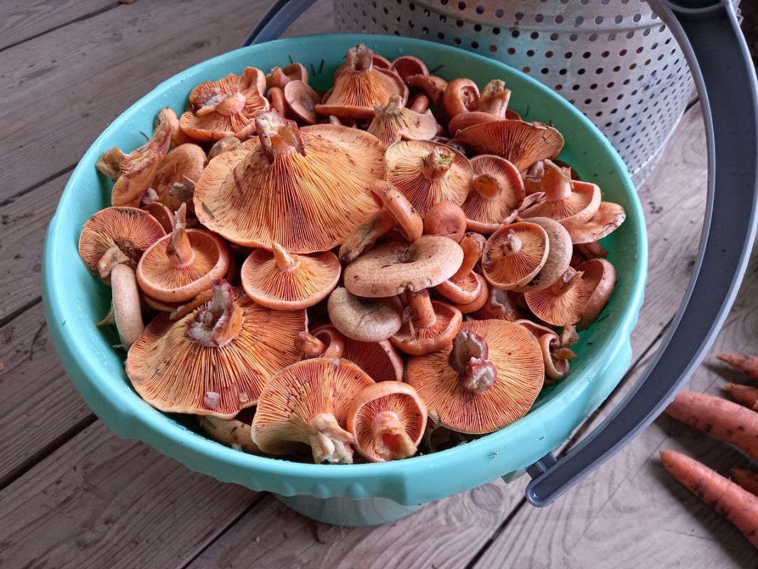 ����������� ��� ��������: ��� ������������� � ���� � ��� ������ ����