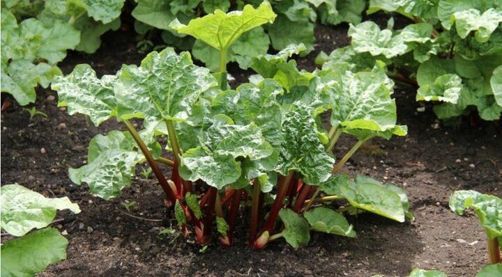 ����������� � ��� ������� �� ������