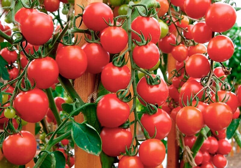 Раскрываем секреты: топ-5 летних подкормок для томатов