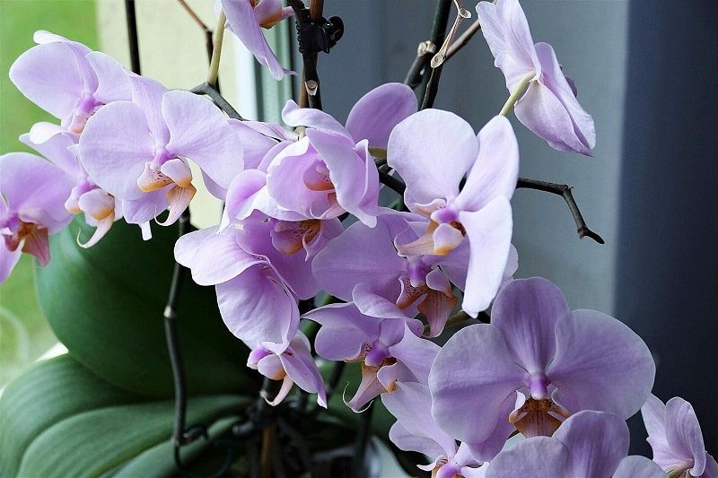 ��� ��������� ������� �� ���������: ������� �������