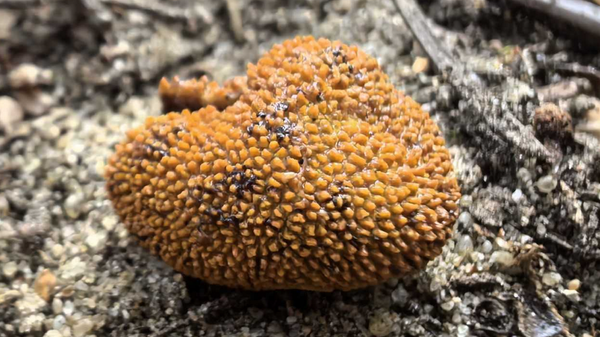 В Беловежской пуще открыт новый вид грибов, напоминающий трюфель