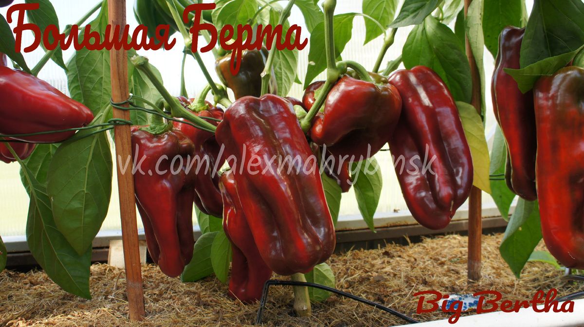 ������� �����: ���-10 ������ ��� ������ �������