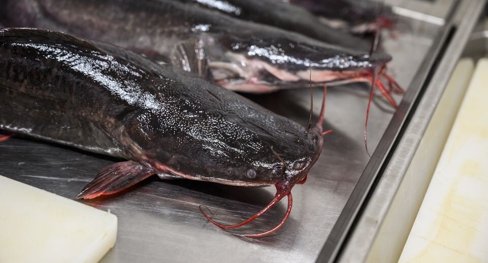 �����-������: ��� ���� ���� �������� ���� � ���������