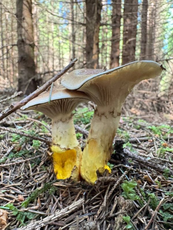 ������������ �������: ����� �� �� ���������?