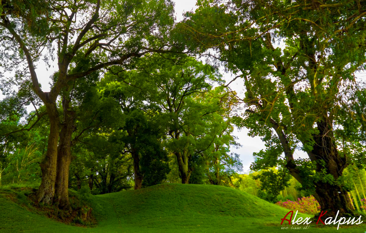 Дендропарк Шекветили: зеленый оазис Грузии, который удивляет