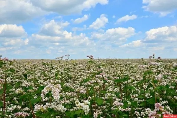 Гречиха: новая волна интереса к полезной культуре