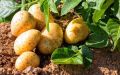 Непробиваемые: пять сортов картофеля для сложных почв